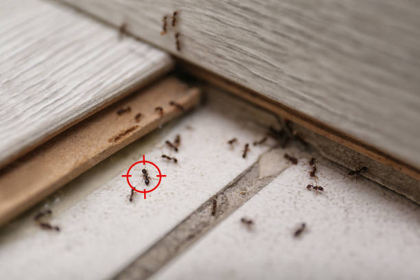 Best Exterminator Services  in Princeton, MN